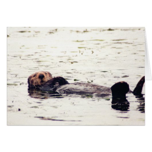 Otter Raft Cards (Front Horizontal)