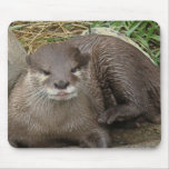 Otter Resting Mouse Pad