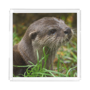 Otter Splash Acrylic Tray