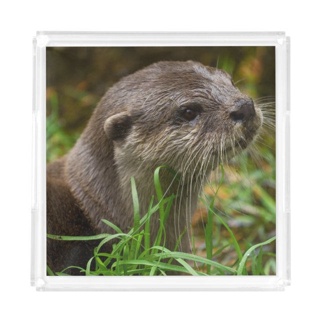 Otter Splash Acrylic Tray (Front)