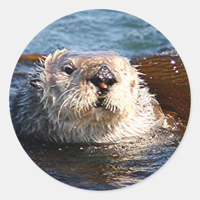 Otter sticker (Front)
