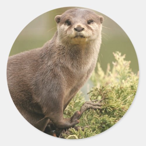 Otter Stickers
