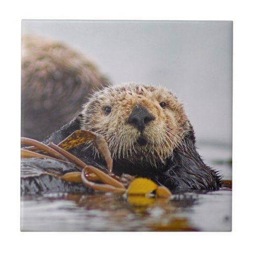 Otter Surprise Tile