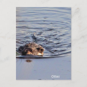 Otter Swimming Photo Postcard