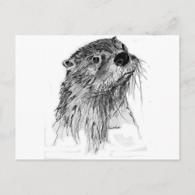 Otter Whiskers Postcard (Front)