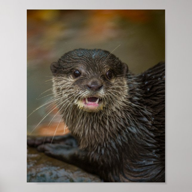 Otterly Surprise Poster (Front)