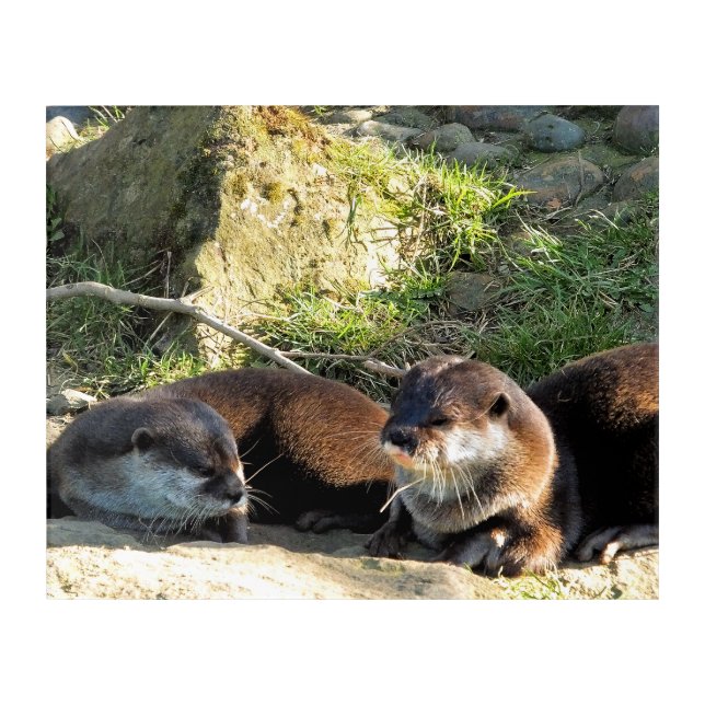 OTTERS ACRYLIC PRINT (Front)