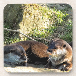 OTTERS BEVERAGE COASTER