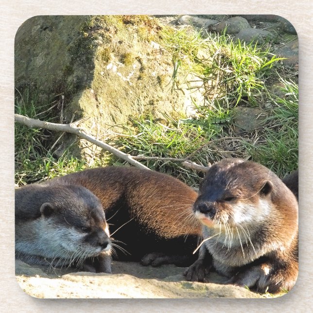 OTTERS BEVERAGE COASTER (Front)