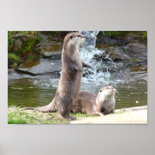 Otters by a waterfall poster