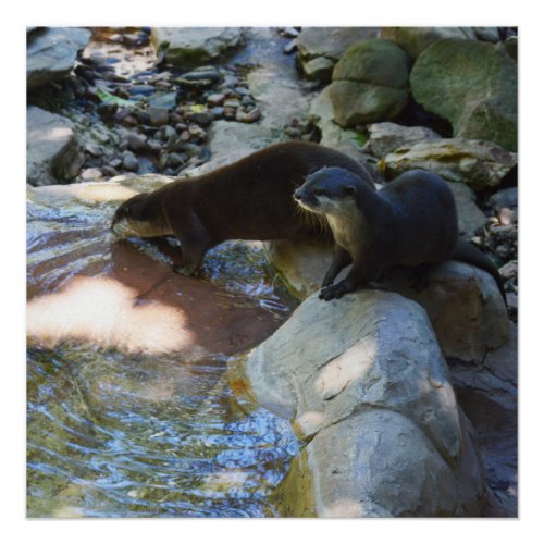 Otters Drinking Glossy Poster