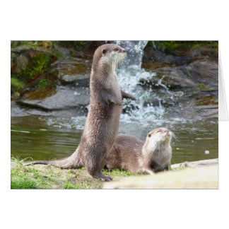 Otters enjoying the sun cards