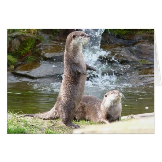 Otters enjoying the sun cards (Front Horizontal)
