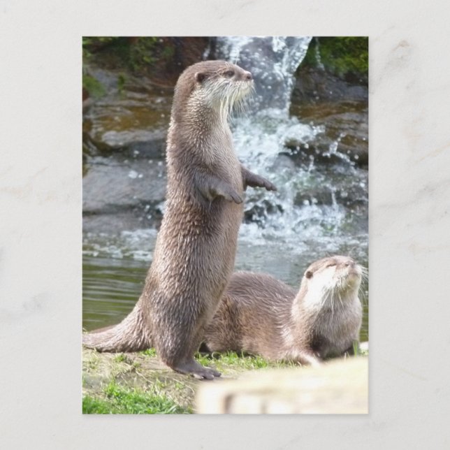 Otters enjoying the sun postcard (Front)