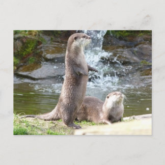 Otters enjoying the sun postcard