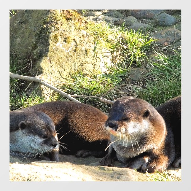 OTTERS FLOOR DECALS (Front)