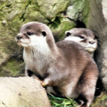 OTTERS JEWELRY BOX<br><div class="desc">A watercolor design of a pair of very cute little otters.</div>