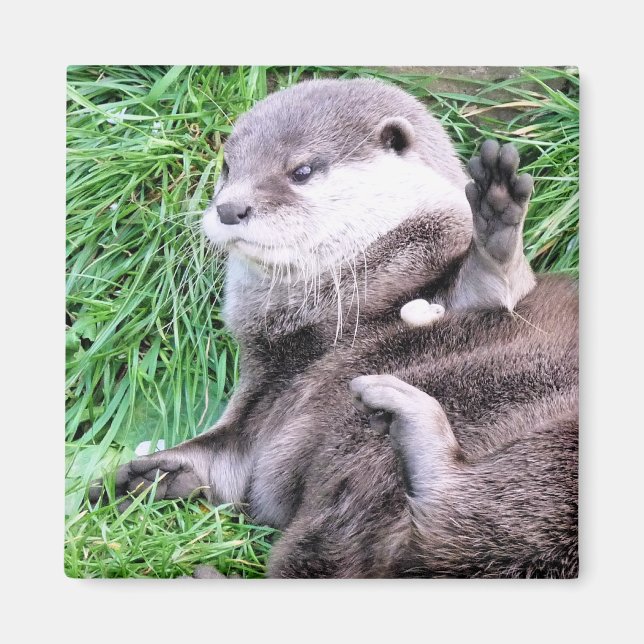 OTTERS MAGNET (Front)