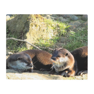 OTTERS METAL PRINT