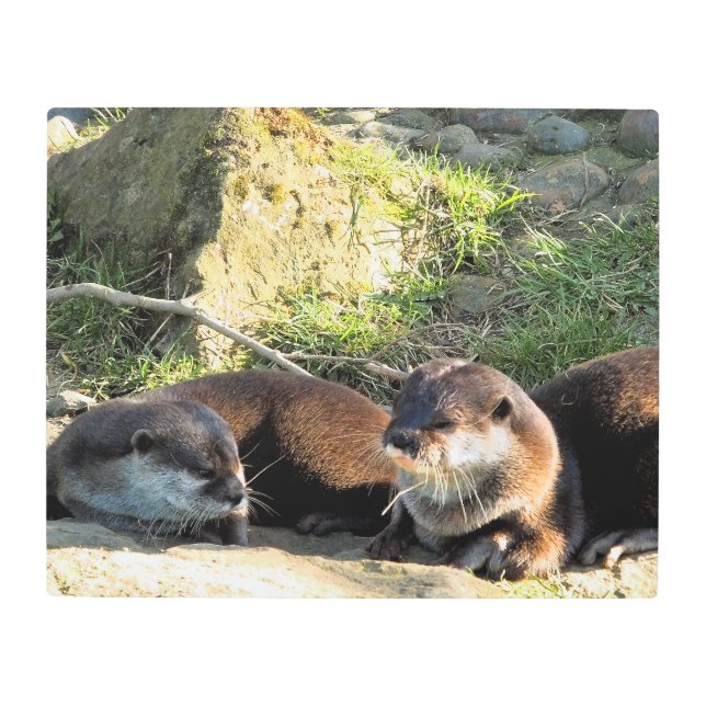 OTTERS METAL PRINT (Front)