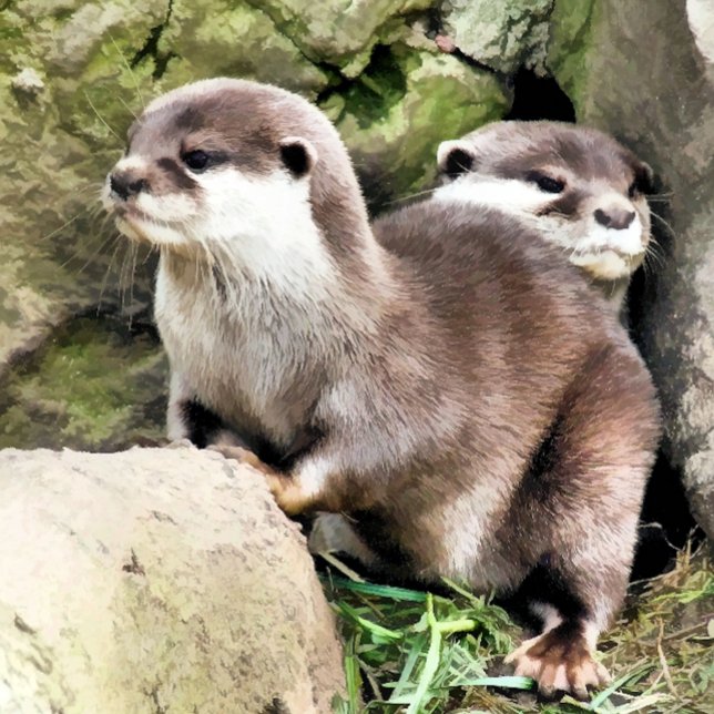 OTTERS MOUSE PAD (Creator Uploaded)
