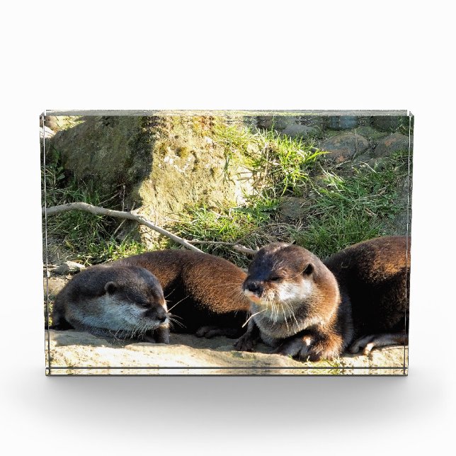 OTTERS PHOTO BLOCK (Front)