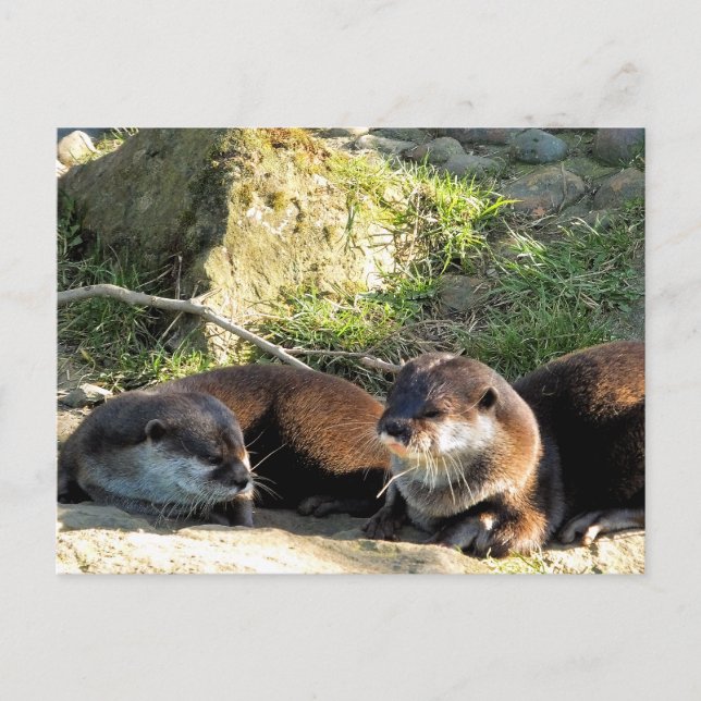 OTTERS POSTCARD (Front)