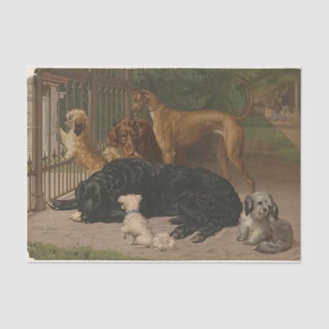 Otto Bache | Dogs not Admitted Tissue Paper (Front)