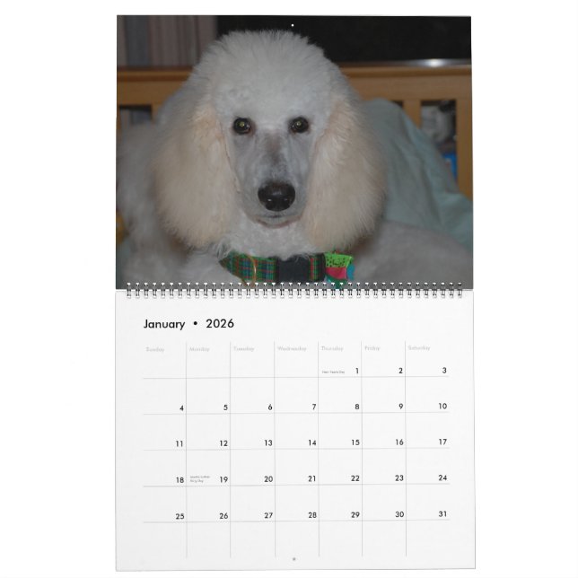 Our Beautiful Standard Poodles 2011 Calendar (Jan 2026)