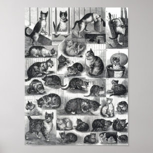 Our Cats a Domestic History, Louis Wain Poster