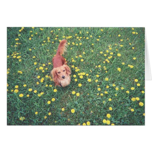 OUR DACHSHUND-DUBLIN-THE GRASS "IS" GREENER ON THE (Front Horizontal)