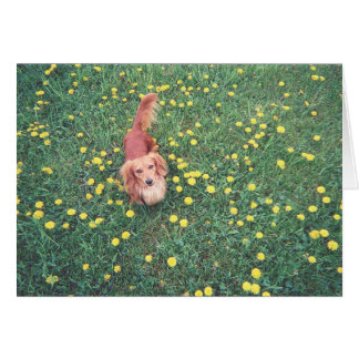 OUR DACHSHUND-DUBLIN-THE GRASS "IS" GREENER ON THE CARDS