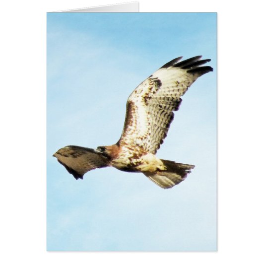 "Our Greatest Glory.  ." Red-Tailed Hawk in Flight Cards (Front)