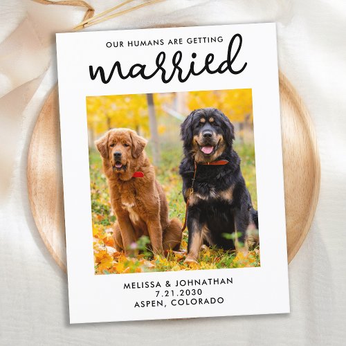 Our Humans Are Getting Married Dog Save The Date Announcement Postcard