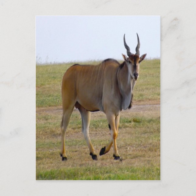 OUT FOR A STROLL POSTCARD (Front)