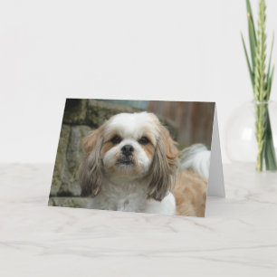"Out of Bones" Pet Humor Greeting Card