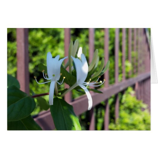 out of row (Front Horizontal)