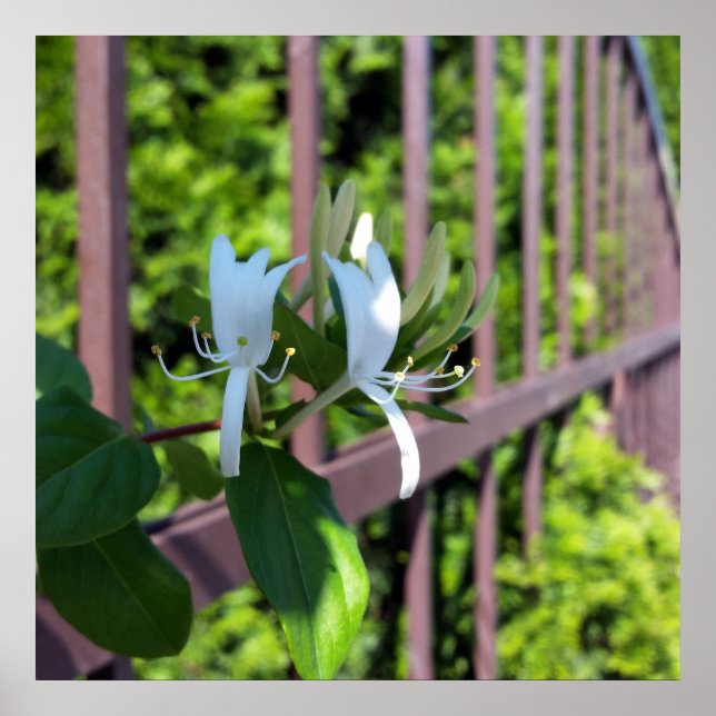 out of row poster (Front)