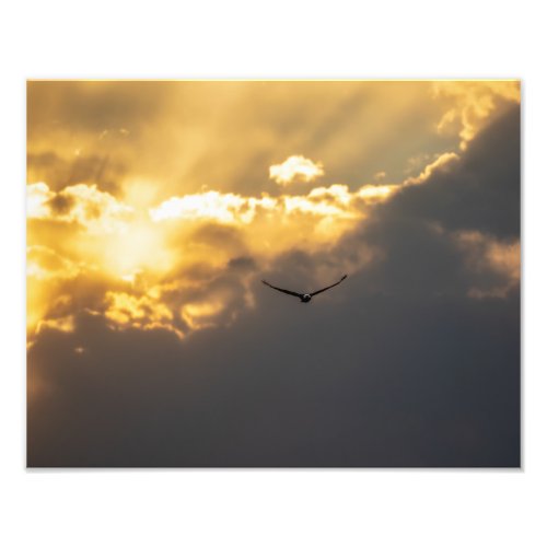 Out Of The Sun Bald Eagle Photo Print