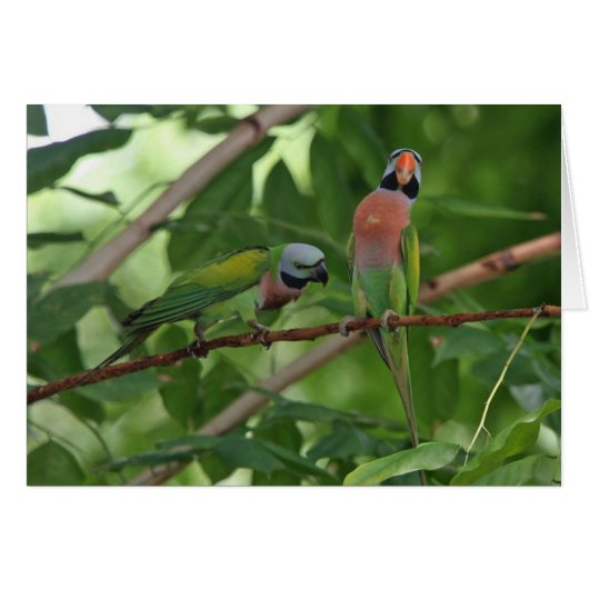 Out on a Limb Cards (Front Horizontal)