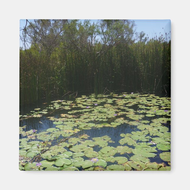 Outback Lily Pads Magnet (Front)