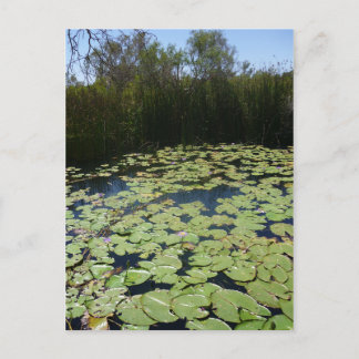Outback Lily Pads Postcard