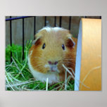 Outdoor Guinea Pig Poster at Zazzle
