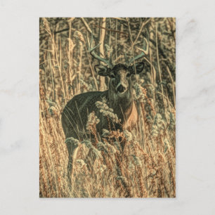 outdoorsman wilderness Camouflage whitetail deer Postcard