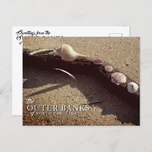 Outer Banks Sea Shells Postcards