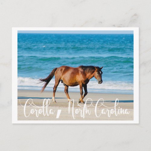 Outer Banks Wild Horse Postcard