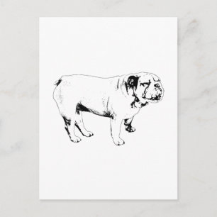 outline hello, bulldog postcard