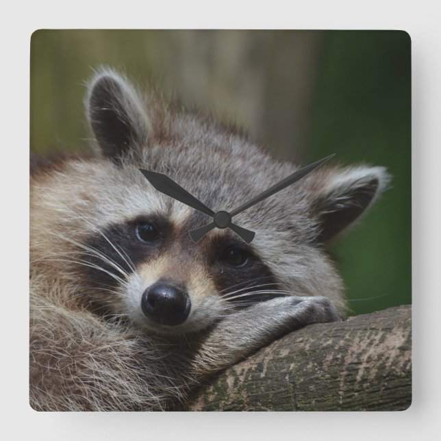 Outrageously Cute Baby Raccoon Square Wall Clock (Front)