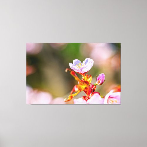 Outstanding Pink Sakura Flower In Springtime Canvas Print