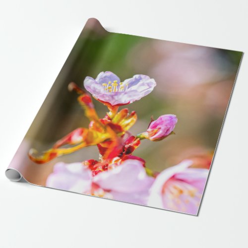 Outstanding Pink Sakura Flower Wrapping Paper